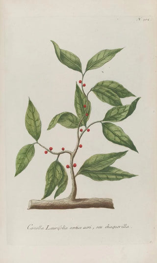 Johann Wilhelm Weinmann - Phytanthoza iconographia Pl025.webp