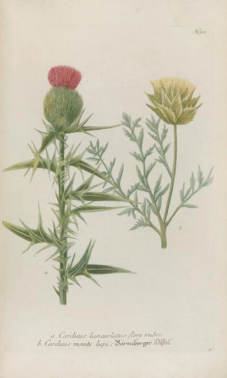 Johann Wilhelm Weinmann - Phytanthoza iconographia Pl034.webp