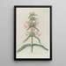 Phytanthoza iconographia Pl035 - Johann Wilhelm Weinmann — gerahmtes Bild an der Wand