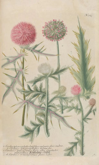 Johann Wilhelm Weinmann - Phytanthoza iconographia Pl038.webp