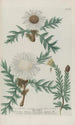 Phytanthoza iconographia Pl041 - Johann Wilhelm Weinmann — Ansicht des Kunstwerks