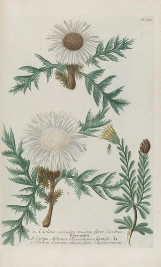 Johann Wilhelm Weinmann - Phytanthoza iconographia Pl041.webp