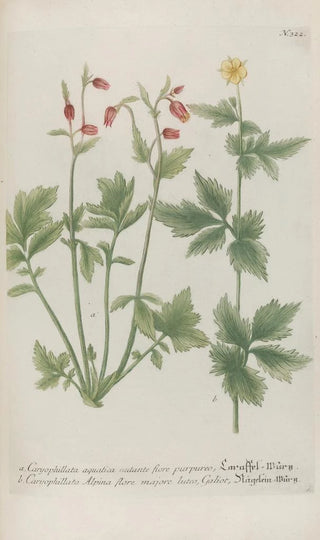 Johann Wilhelm Weinmann - Phytanthoza iconographia Pl045.webp