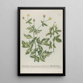 Johann Wilhelm Weinmann - Phytanthoza iconographia Pl046.webp