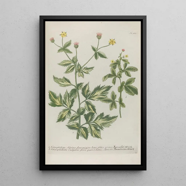 Johann Wilhelm Weinmann - Phytanthoza iconographia Pl046.webp