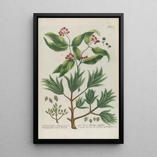 Johann Wilhelm Weinmann - Phytanthoza iconographia Pl048.webp