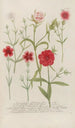 Phytanthoza iconographia Pl052 - Johann Wilhelm Weinmann — Ansicht des Kunstwerks