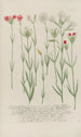 Phytanthoza iconographia Pl054 - Johann Wilhelm Weinmann — Ansicht des Kunstwerks