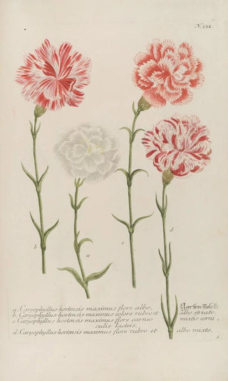 Johann Wilhelm Weinmann - Phytanthoza iconographia Pl055.webp