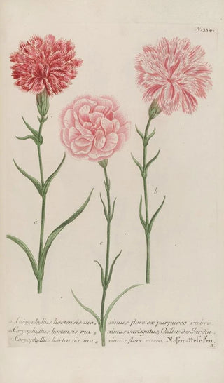 Johann Wilhelm Weinmann - Phytanthoza iconographia Pl057.webp