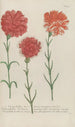 Phytanthoza iconographia Pl061 - Johann Wilhelm Weinmann — Ansicht des Kunstwerks