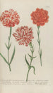Phytanthoza iconographia Pl062 - Johann Wilhelm Weinmann — Ansicht des Kunstwerks