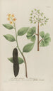 Phytanthoza iconographia Pl064 - Johann Wilhelm Weinmann — Ansicht des Kunstwerks
