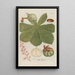 Phytanthoza iconographia Pl065 - Johann Wilhelm Weinmann — gerahmtes Bild an der Wand