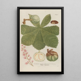 Johann Wilhelm Weinmann - Phytanthoza iconographia Pl065.webp