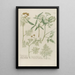 Phytanthoza iconographia Pl068 - Johann Wilhelm Weinmann — gerahmtes Bild an der Wand