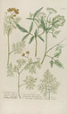 Phytanthoza iconographia Pl068 - Johann Wilhelm Weinmann — Ansicht des Kunstwerks