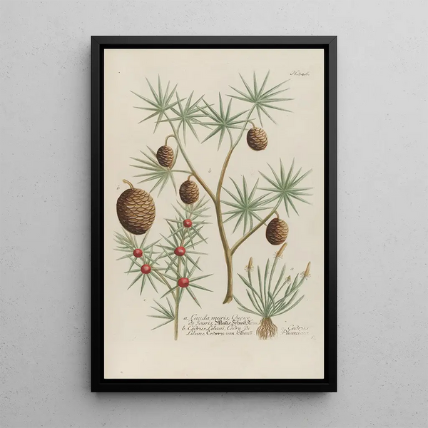 Johann Wilhelm Weinmann - Phytanthoza iconographia Pl069.webp