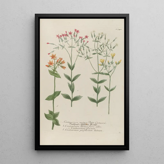 Johann Wilhelm Weinmann - Phytanthoza iconographia Pl071.webp