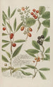 Phytanthoza iconographia Pl073 - Johann Wilhelm Weinmann — Ansicht des Kunstwerks