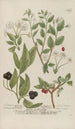 Phytanthoza iconographia Pl075 - Johann Wilhelm Weinmann — Ansicht des Kunstwerks