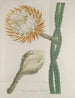 Phytanthoza iconographia Pl077 - Johann Wilhelm Weinmann — Ansicht des Kunstwerks