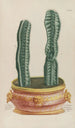 Phytanthoza iconographia Pl079 - Johann Wilhelm Weinmann — Ansicht des Kunstwerks