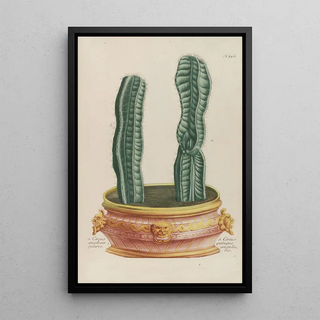 Johann Wilhelm Weinmann - Phytanthoza iconographia Pl079.webp