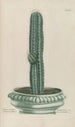Phytanthoza iconographia Pl080 - Johann Wilhelm Weinmann — Ansicht des Kunstwerks