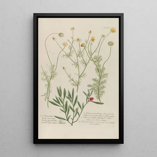 Johann Wilhelm Weinmann - Phytanthoza iconographia Pl085.webp