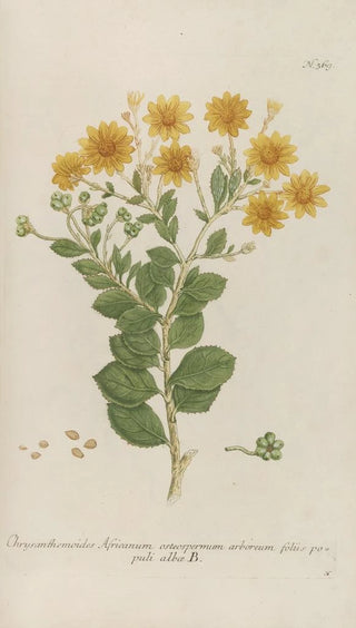 Johann Wilhelm Weinmann - Phytanthoza iconographia Pl092.webp