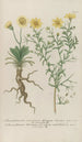 Phytanthoza iconographia Pl093 - Johann Wilhelm Weinmann — Ansicht des Kunstwerks
