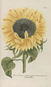Phytanthoza iconographia Pl094 - Johann Wilhelm Weinmann — Ansicht des Kunstwerks