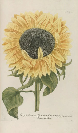 Johann Wilhelm Weinmann - Phytanthoza iconographia Pl094.webp