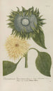 Phytanthoza iconographia Pl097 - Johann Wilhelm Weinmann — Ansicht des Kunstwerks