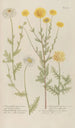 Phytanthoza iconographia Pl101 - Johann Wilhelm Weinmann — Ansicht des Kunstwerks