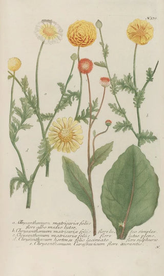 Johann Wilhelm Weinmann - Phytanthoza iconographia Pl102.webp