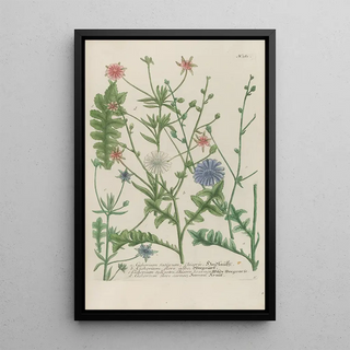 Johann Wilhelm Weinmann - Phytanthoza iconographia Pl104.webp