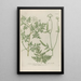 Phytanthoza iconographia Pl107 - Johann Wilhelm Weinmann — gerahmtes Bild an der Wand