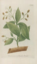 Phytanthoza iconographia Pl108 - Johann Wilhelm Weinmann — Ansicht des Kunstwerks