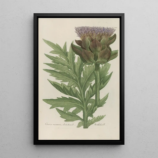 Johann Wilhelm Weinmann - Phytanthoza iconographia Pl111.webp