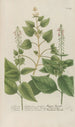 Phytanthoza iconographia Pl112 - Johann Wilhelm Weinmann — Ansicht des Kunstwerks