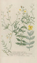Phytanthoza iconographia Pl113 - Johann Wilhelm Weinmann — Ansicht des Kunstwerks