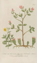 Phytanthoza iconographia Pl114 - Johann Wilhelm Weinmann — Ansicht des Kunstwerks