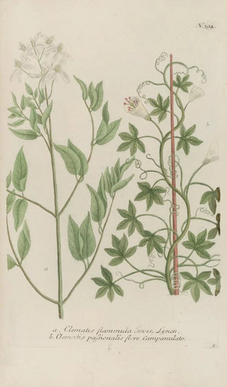 Johann Wilhelm Weinmann - Phytanthoza iconographia Pl117.webp