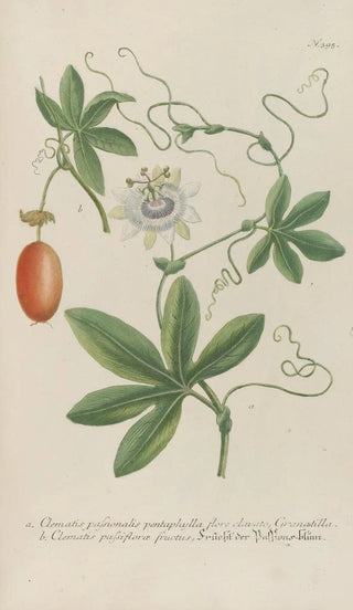 Johann Wilhelm Weinmann - Phytanthoza iconographia Pl118.webp