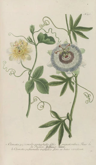 Johann Wilhelm Weinmann - Phytanthoza iconographia Pl119.webp