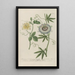 Phytanthoza iconographia Pl119 - Johann Wilhelm Weinmann — gerahmtes Bild an der Wand