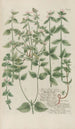 Phytanthoza iconographia Pl122 - Johann Wilhelm Weinmann — Ansicht des Kunstwerks