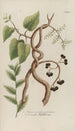 Phytanthoza iconographia Pl123 - Johann Wilhelm Weinmann — Ansicht des Kunstwerks